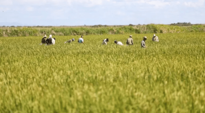 Cuba scommette sul riso per vincere il blocco  